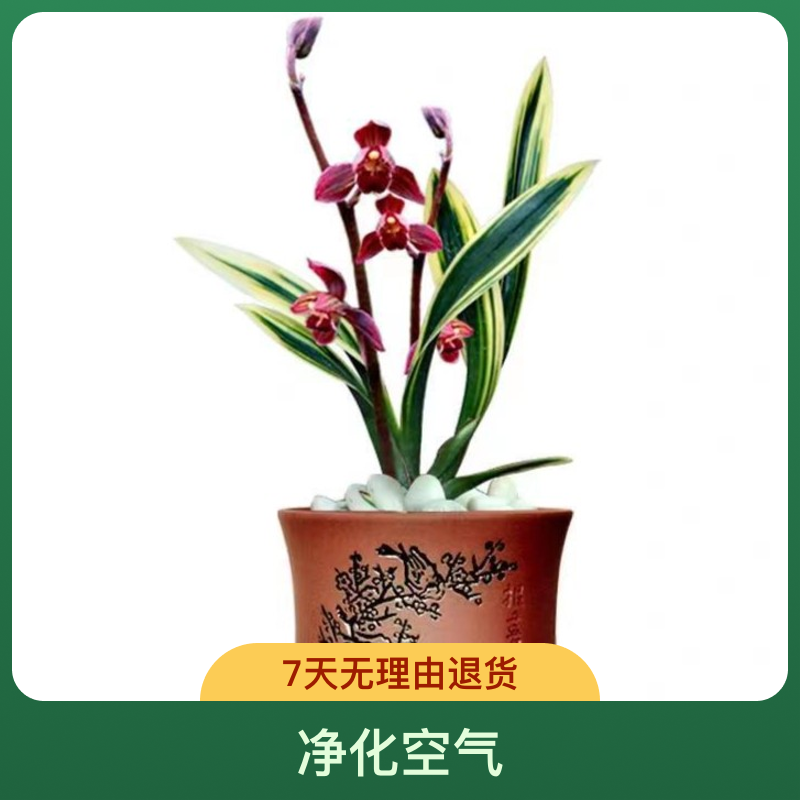 墨兰铭品 矮种金边 东方红神荷 浓香 室内花卉绿植盆栽