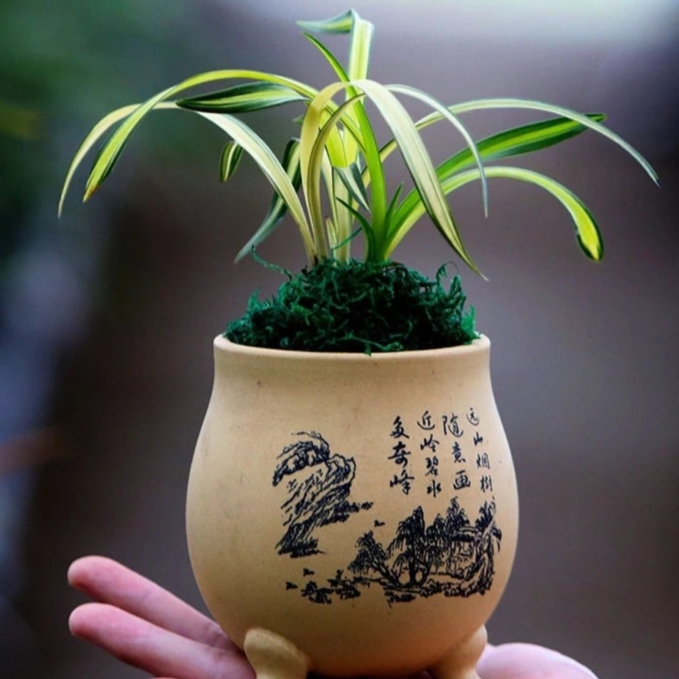 春兰  矮种 吉祥荷 后明艺中透  茶桌绿植盆栽