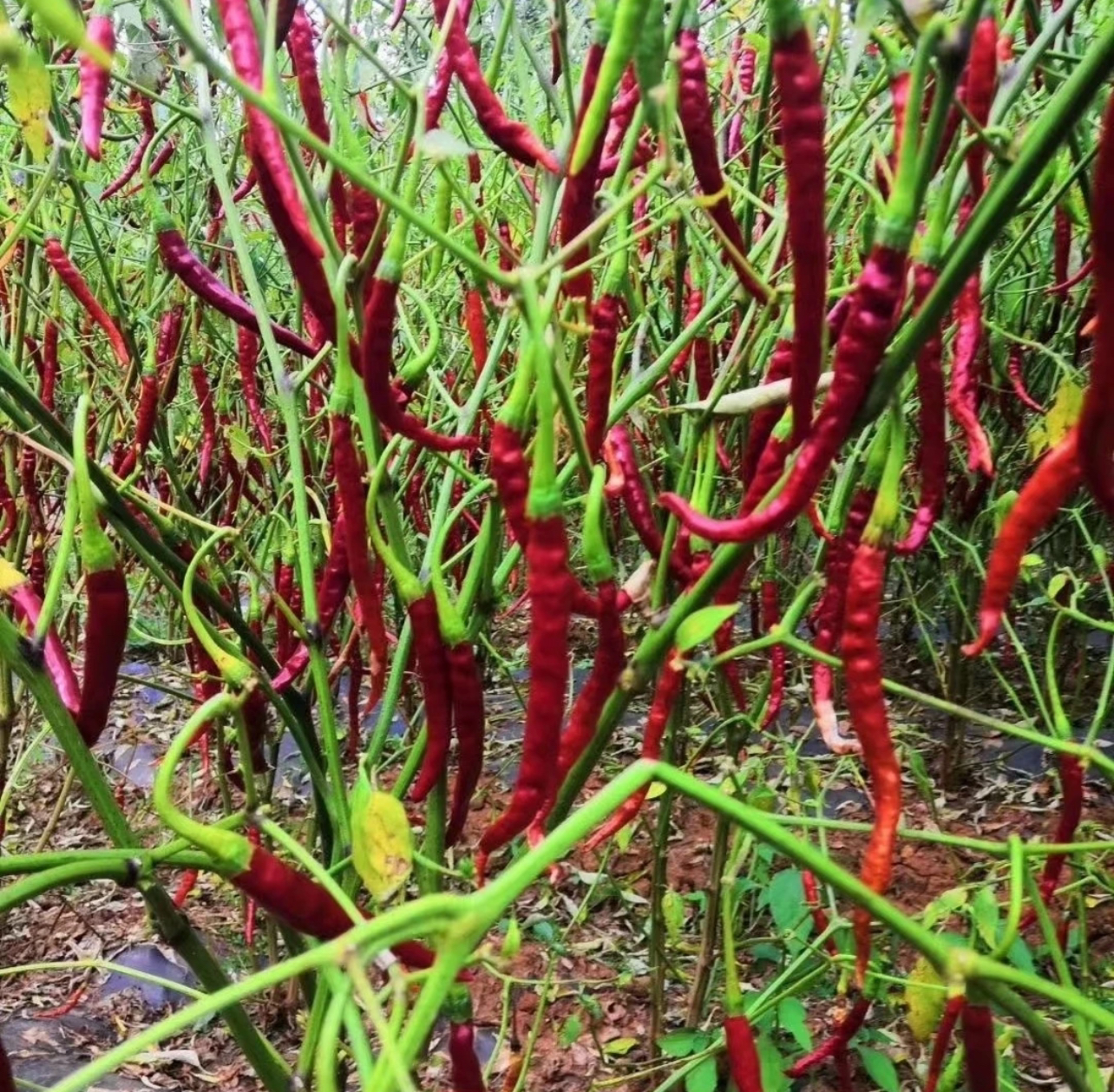 云南特产会泽乐业辣椒袋装发货