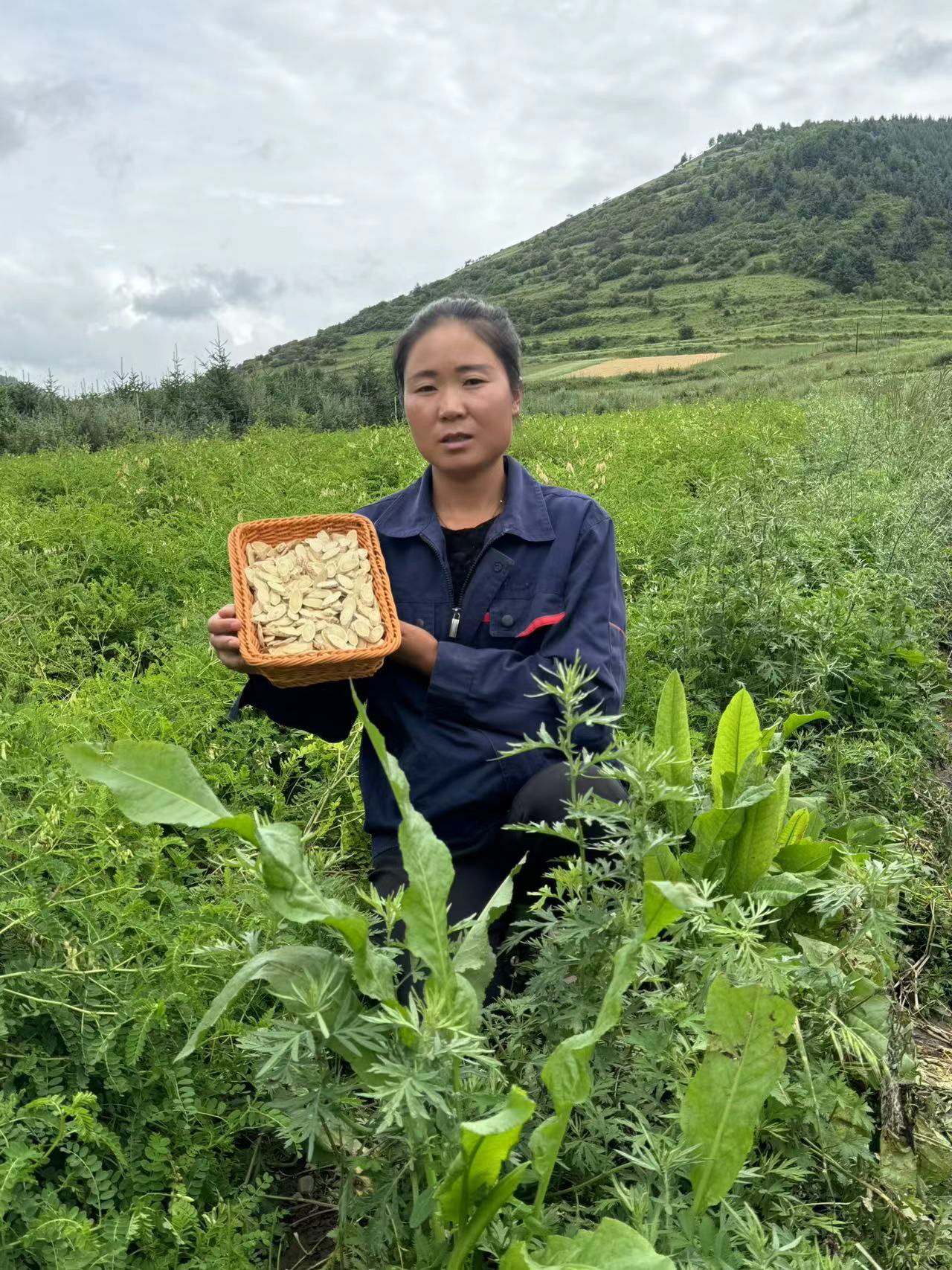 岷县种植黄芪精选大片，自产自销