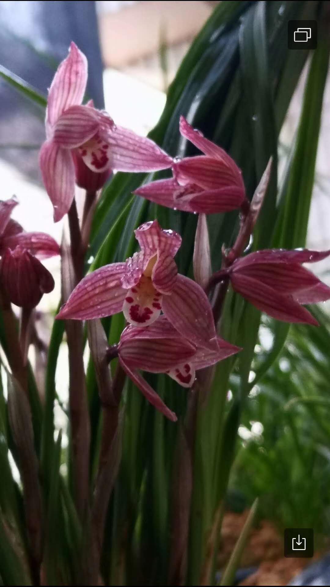 兰花莲瓣兰品种一物一拍