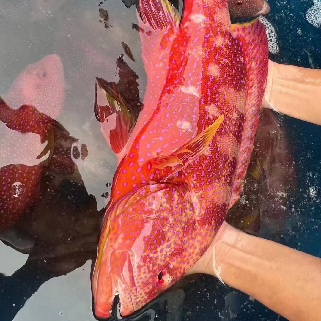 【福州国际博览会专属】燕尾东星斑 深海新鲜海鱼石斑鱼