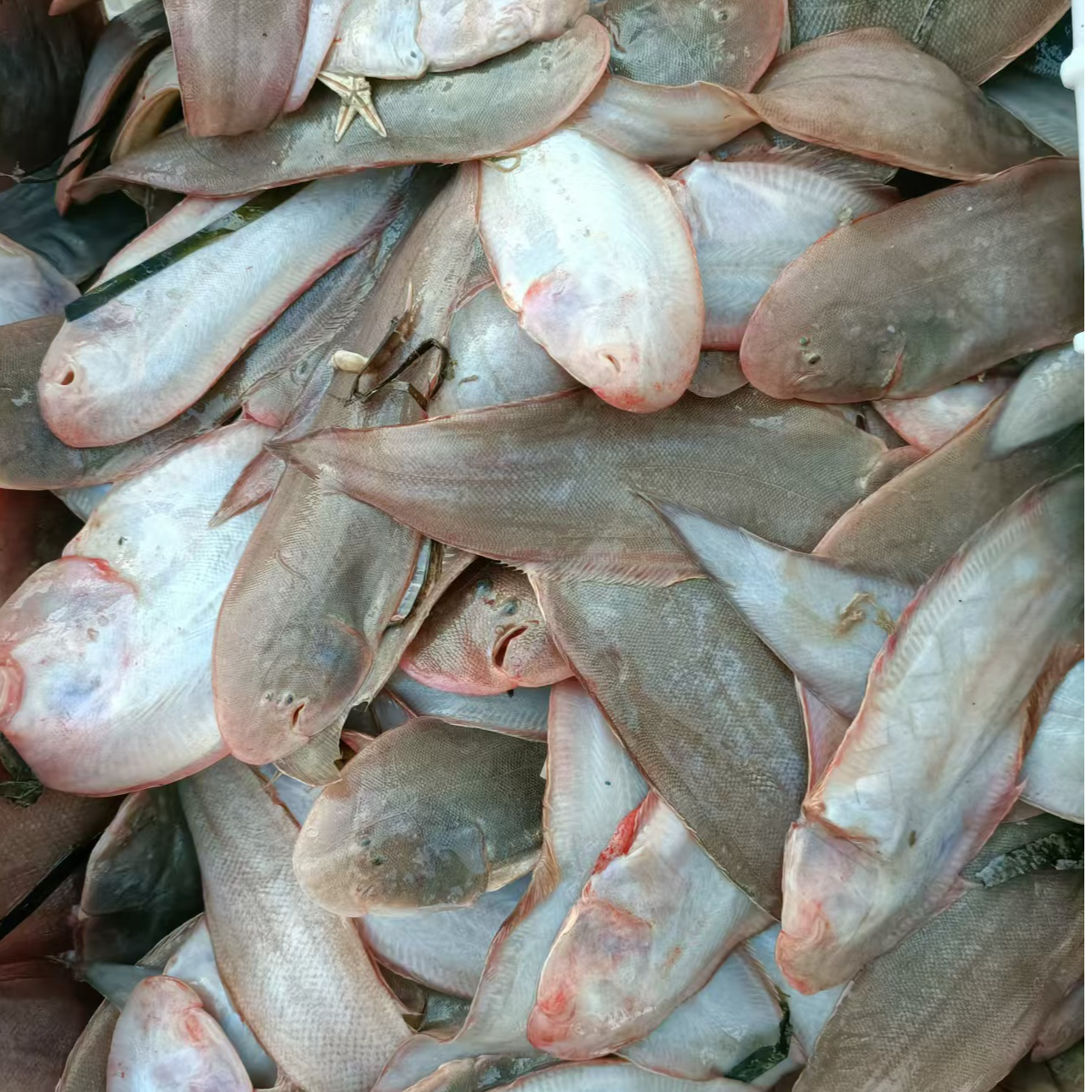 鳎目鱼河尖渤海湾野生小塔木鱼龙舌鱼