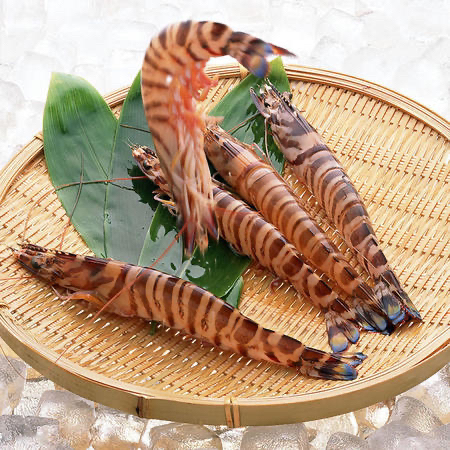 【鲜活】大个 基围虾  斑节虾