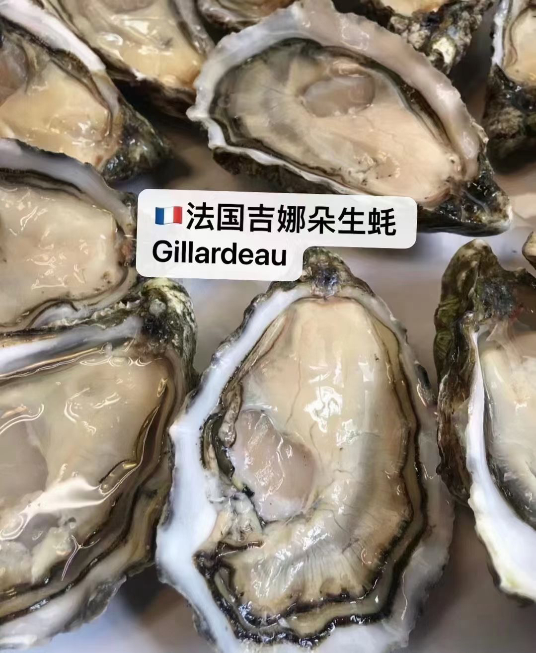 法国Gillardeau吉娜朵生蚝