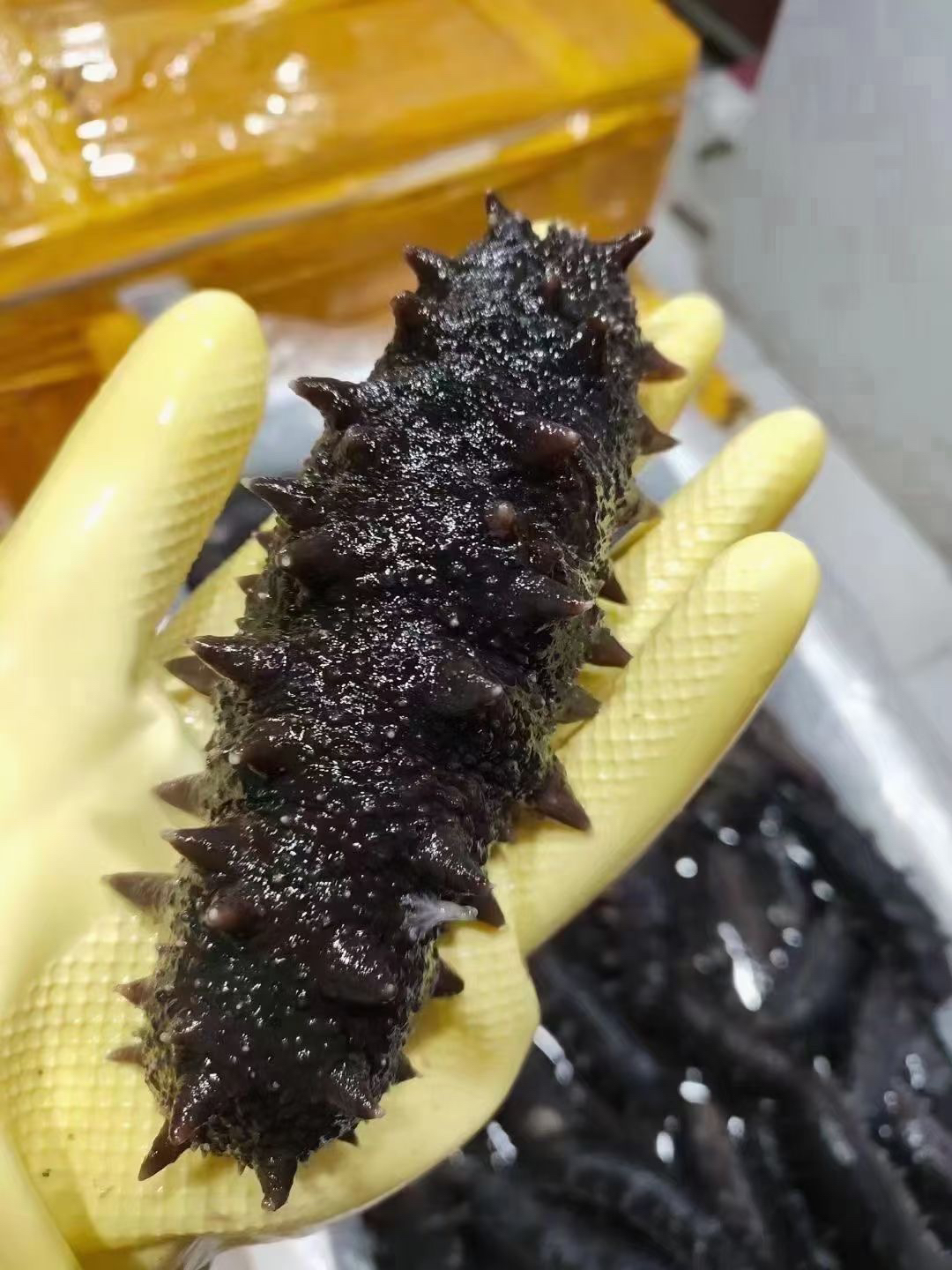 即食鲜海参一只/份（多规格可选）
