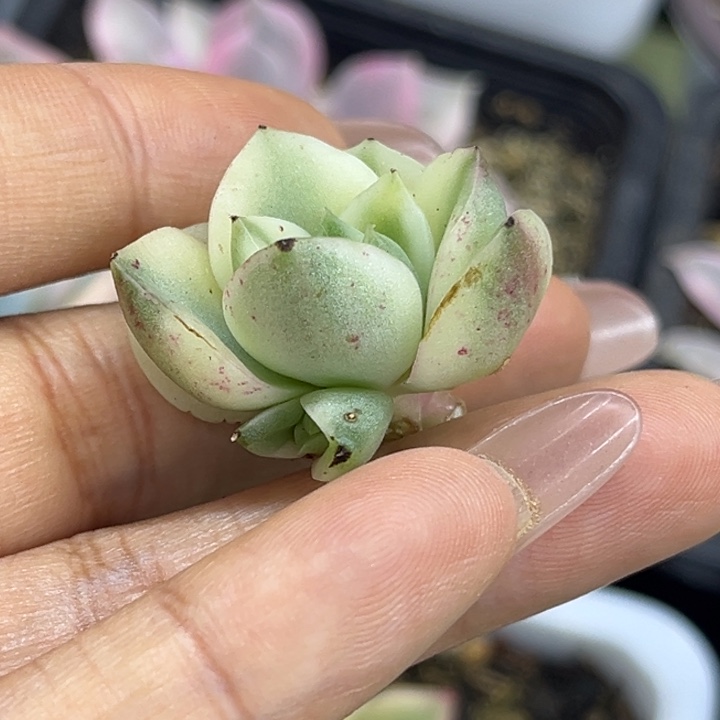 斗牛士锦腹轮锦带侧芽