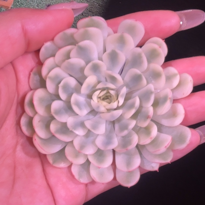 梦幻玫瑰锦超白锦主头