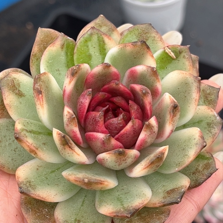 黑水晶锦主头无根