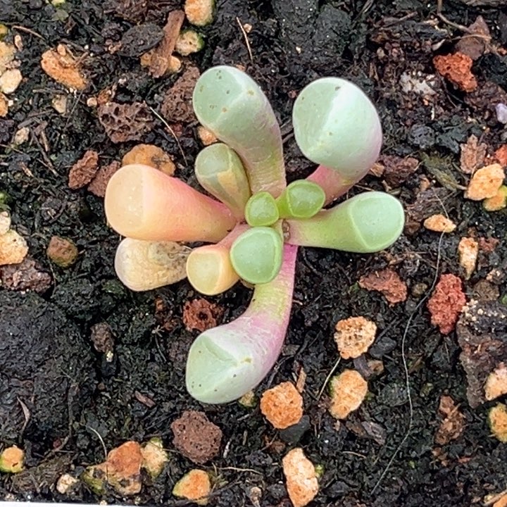 五十铃玉锦一颗价格发货