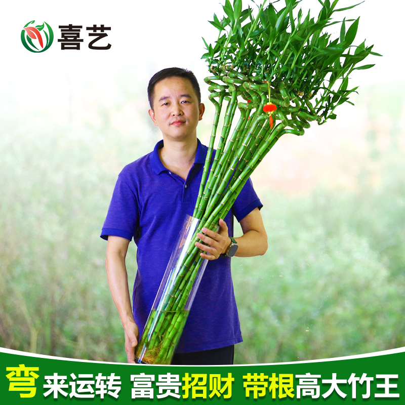 官方直播转运竹富贵竹水培植物弯竹水竹竹子盆栽客厅室内水养绿植