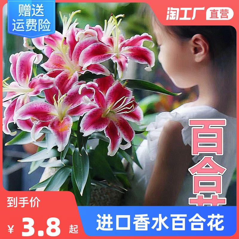 进口香水百合花种球盆栽大丽花卉绿植物室内四季开花郁金香重瓣