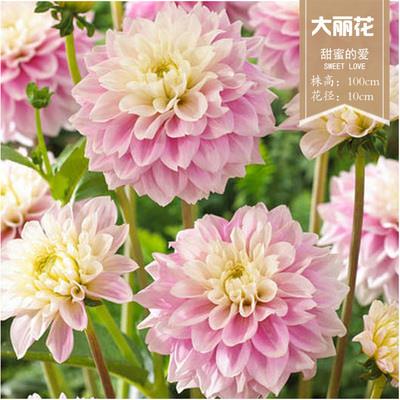 大丽花种球根地瓜花种球四季开花多年生室内庭院阳台花卉盆栽植物