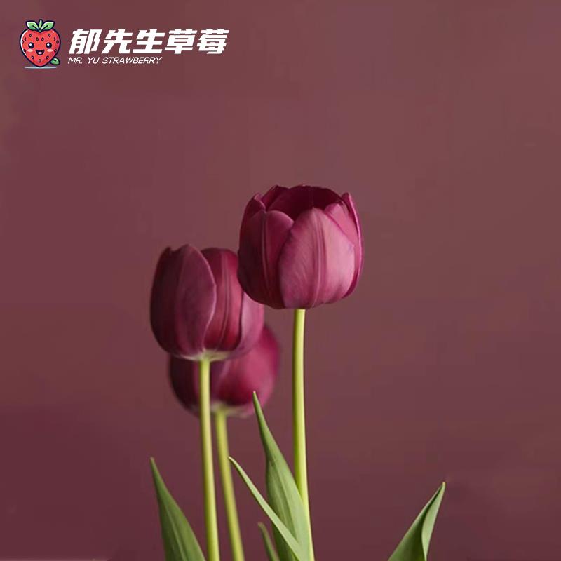 进口郁金香种球水培盆栽耐寒重瓣粉白色土培花卉苗种籽子好种植易