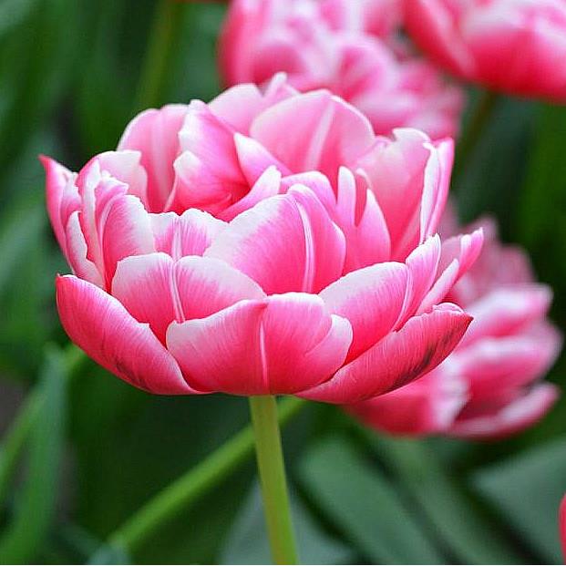 重瓣郁金香2019年荷兰种球对版新品当年开花盆栽秋冬花卉