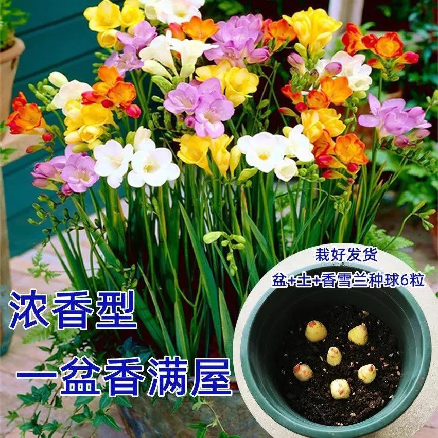 四季开花播种香雪兰种球盆栽小苍兰室内阳台外花卉好养活耐寒植物