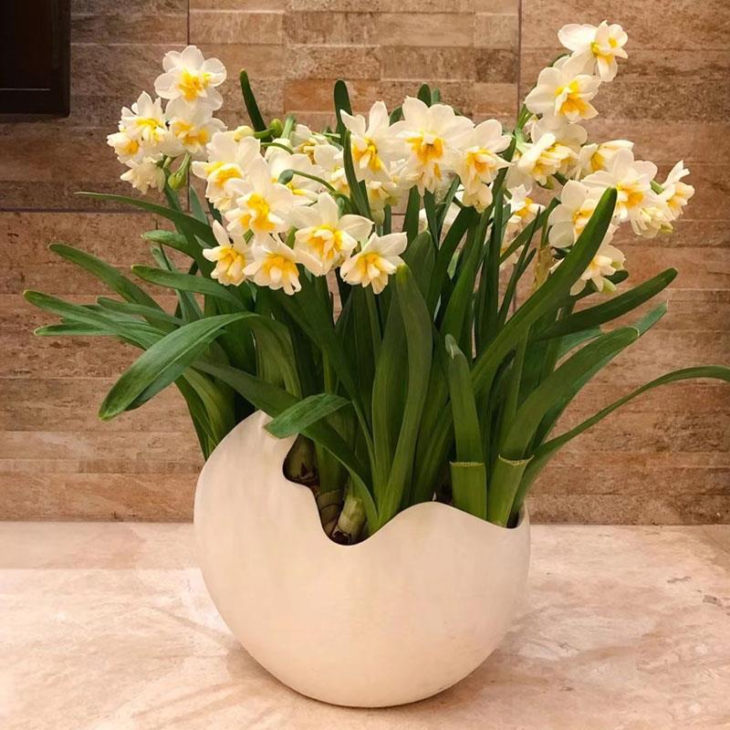 正宗漳州水仙花种球盆栽水养水培绿植物室内花卉重瓣春节新年宵花