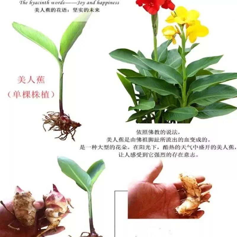 美人蕉种球室内外盆栽宿根花卉植物多年生四季开花绿植带芽阳台