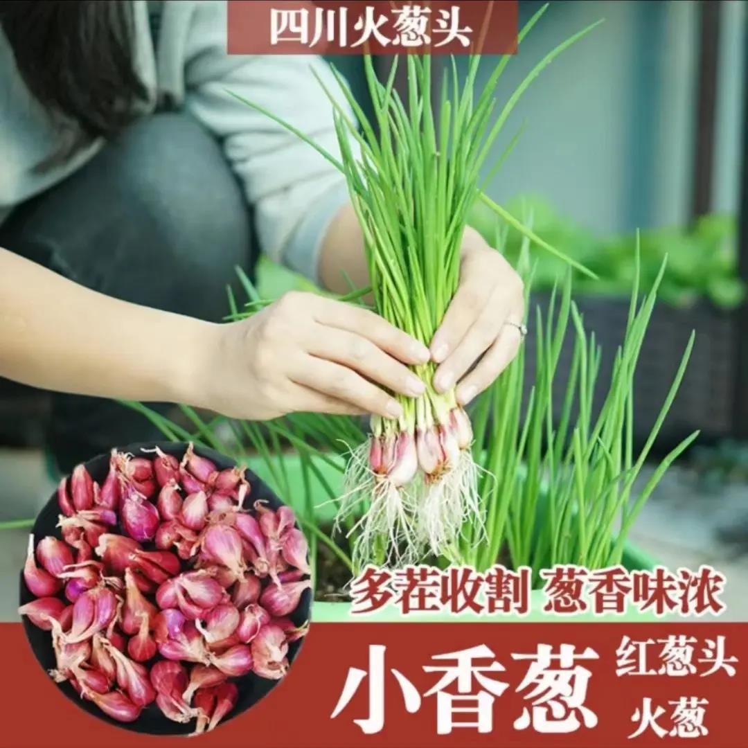 阳台盆栽火葱头种四川红葱种球农家小香葱四季简单易种葱种蔬菜种