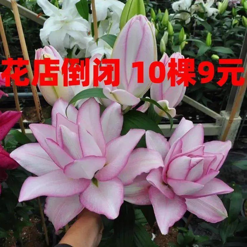 香水百合花种球浓香型四季重瓣百合鲜花盆栽晚香玉郁金香花卉绿植