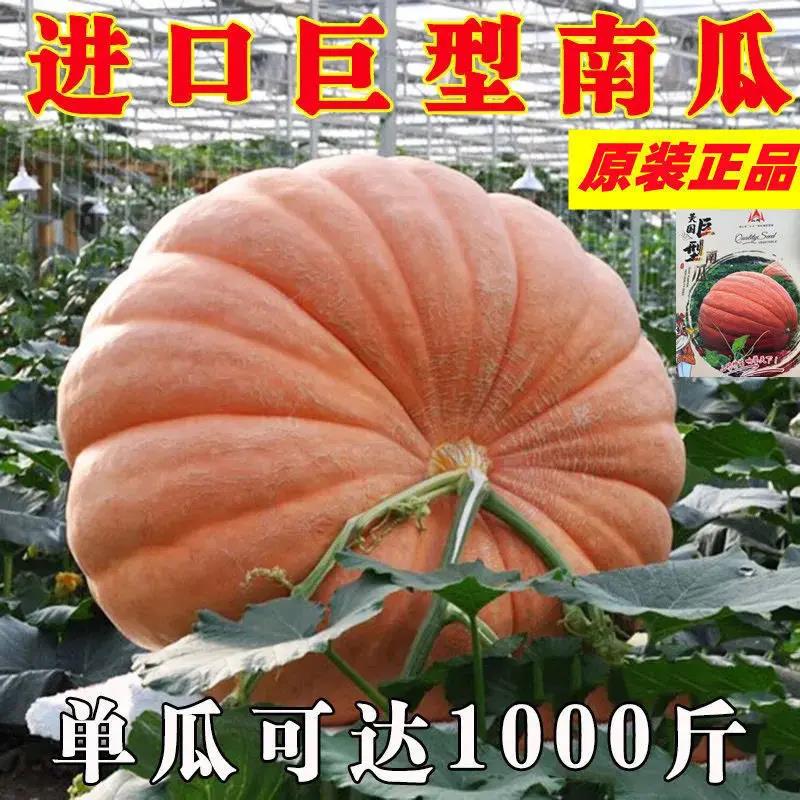 蔬菜种子特大南瓜种子美国巨型南瓜种籽新品种观赏食蔬菜种子种球