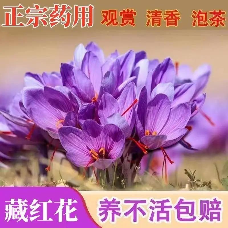 药用藏红花特级种球红花种籽番红花可食用耐寒耐热花四季开花