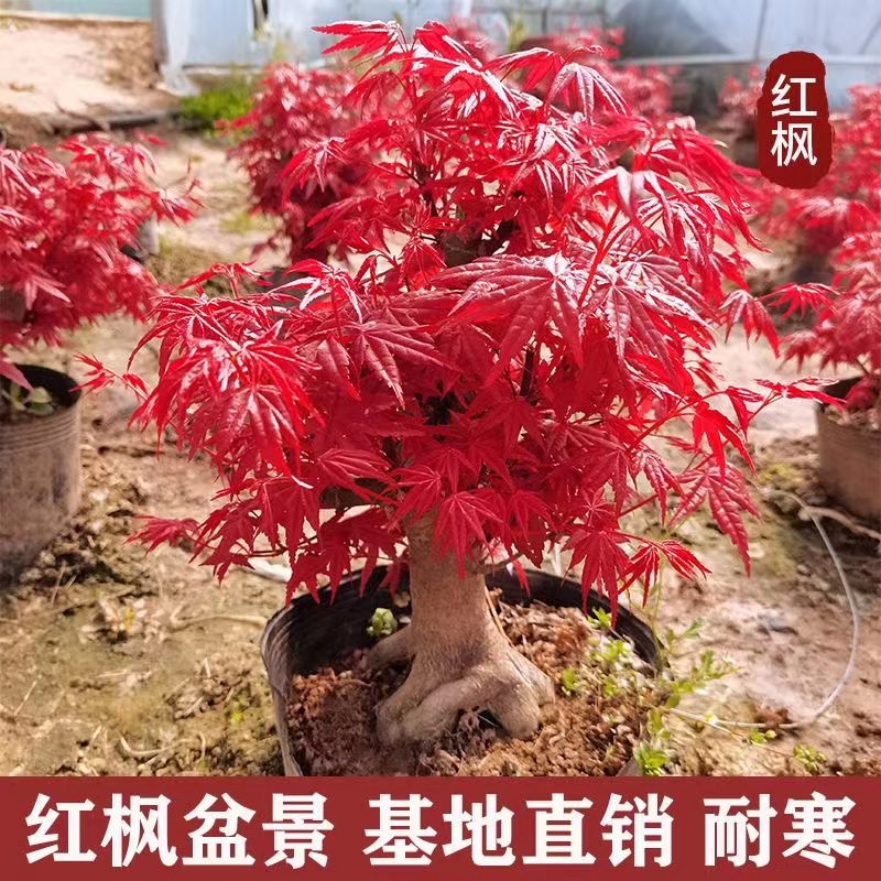 【红红火火】红舞姬红枫 一年四季红红火火 现挖现发 带护心土发货