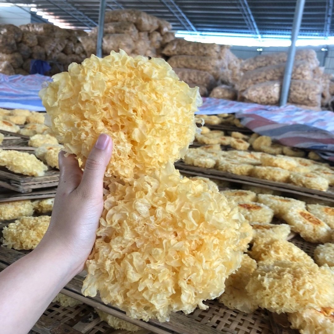 福建古田大雪耳500克推荐凉拌吃食用白木耳银耳