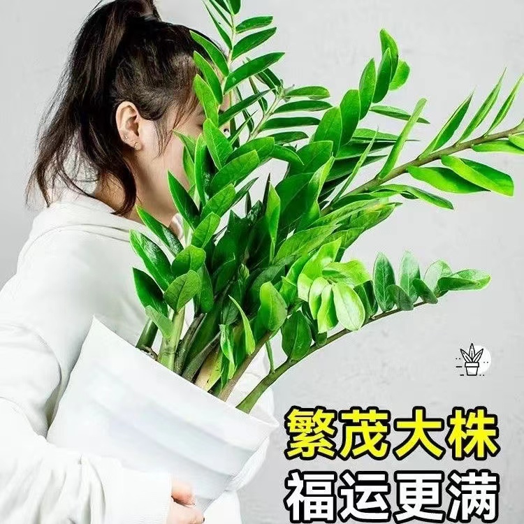A金钱树钱串子乔迁开业送礼净化空气吸甲醛易活摆放【送菱形盆】