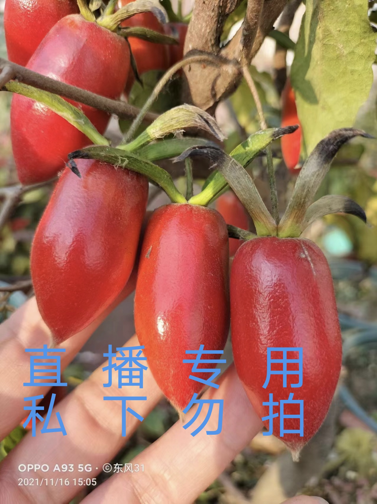 老鸦柿盆景品种苗（10---100）