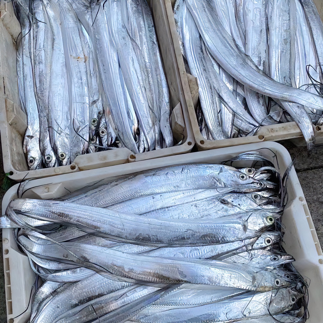 【渤海湾大刀鱼】渤海湾刀鱼 净重3斤（3-4条） 顺丰发货运输