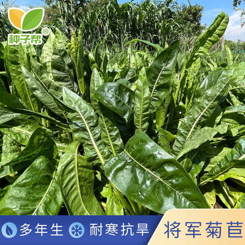 四季牧草将军菊苣种子多年生品质好阔叶菜耐寒抗旱养猪鸡鸭鹅喜食