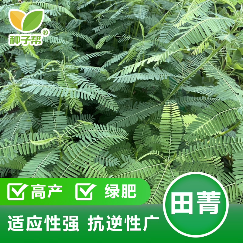 田菁种子夏季天然绿肥抑制杂草抗旱耐涝翻压降低改善盐碱涝豆种籽