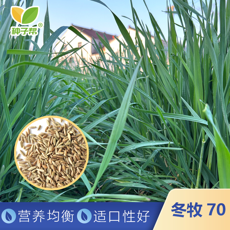 冬牧70黑麦草种子春秋播种耐寒生长春季成熟养殖牛羊优质牧草草籽
