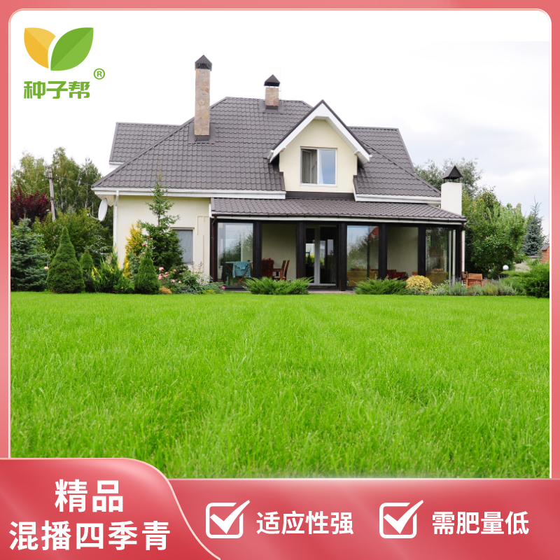 混播四季青草坪草籽庭院绿化四季常青春秋播种耐践踏矮生景观草坪