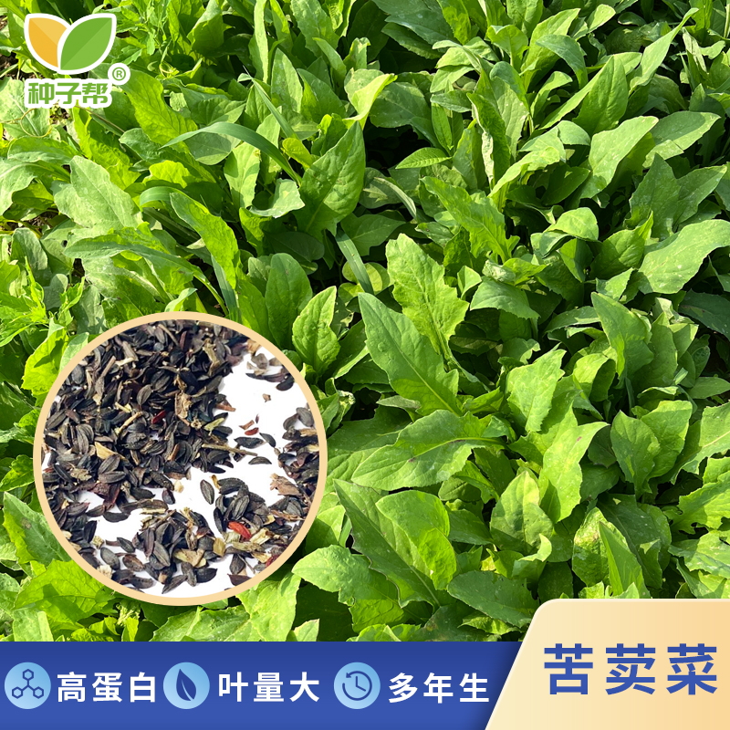 牧草苦荬菜种子春播肥猪菜营养均衡小鹅菜适口性好鸡鸭鹅猪兔喜食