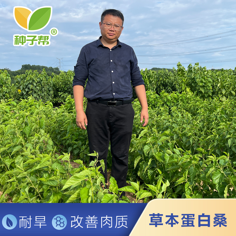 蛋白桑种子优质杂交草本桑种苗丰驰耐旱易收割改善肉质降低料肉比