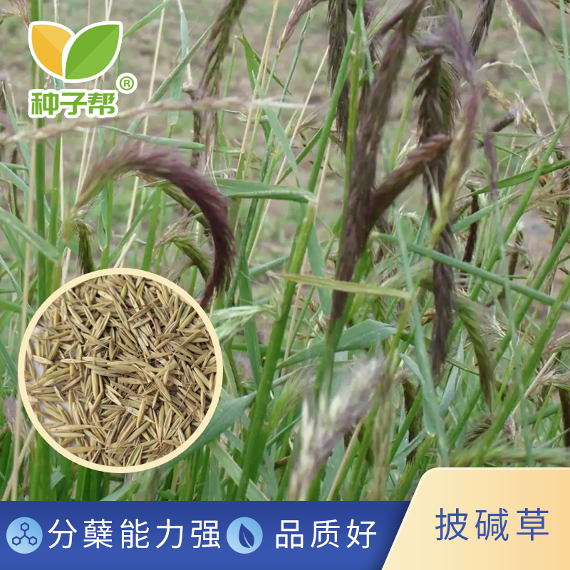 披碱草种子北方高寒地区牛羊马放牧多年生耐寒耐盐碱优质牧草草籽