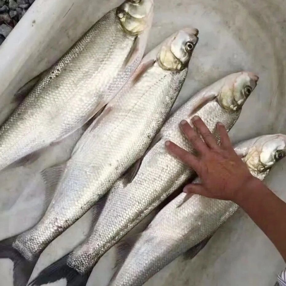 【4斤4条】长江大翘嘴山泉水矿物质冷水鱼深山水库活鱼现捕杀净膛