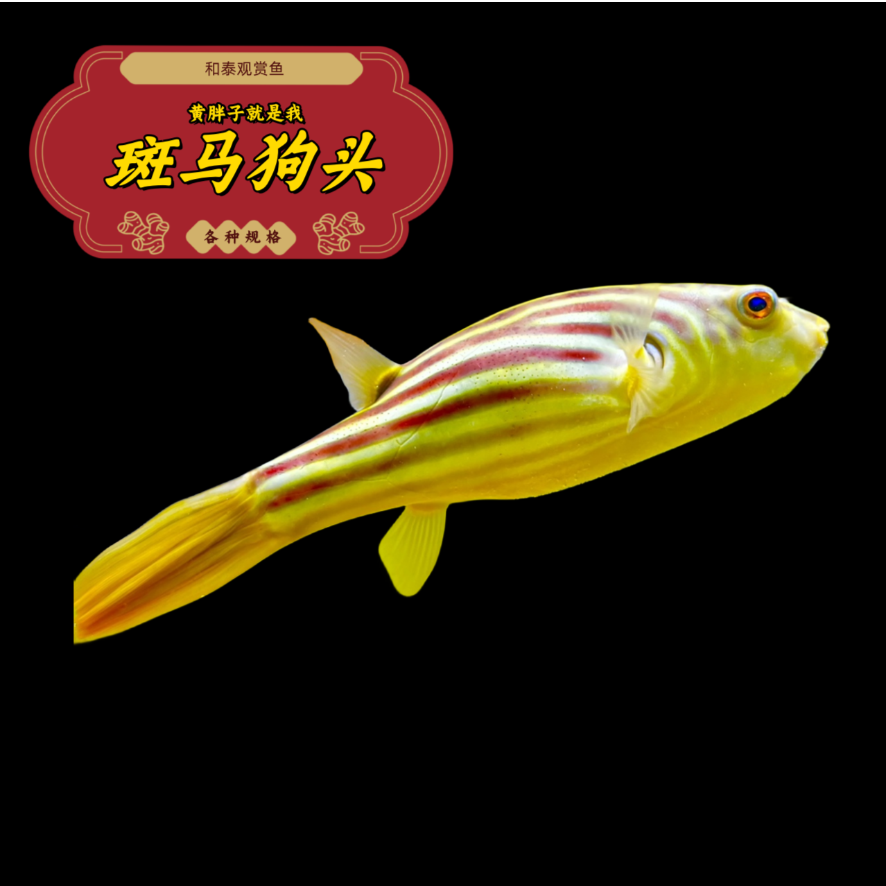非洲进口斑马狗头鱼淡水河豚凶猛热带鱼观赏鱼活饲养混养毛毛皇冠