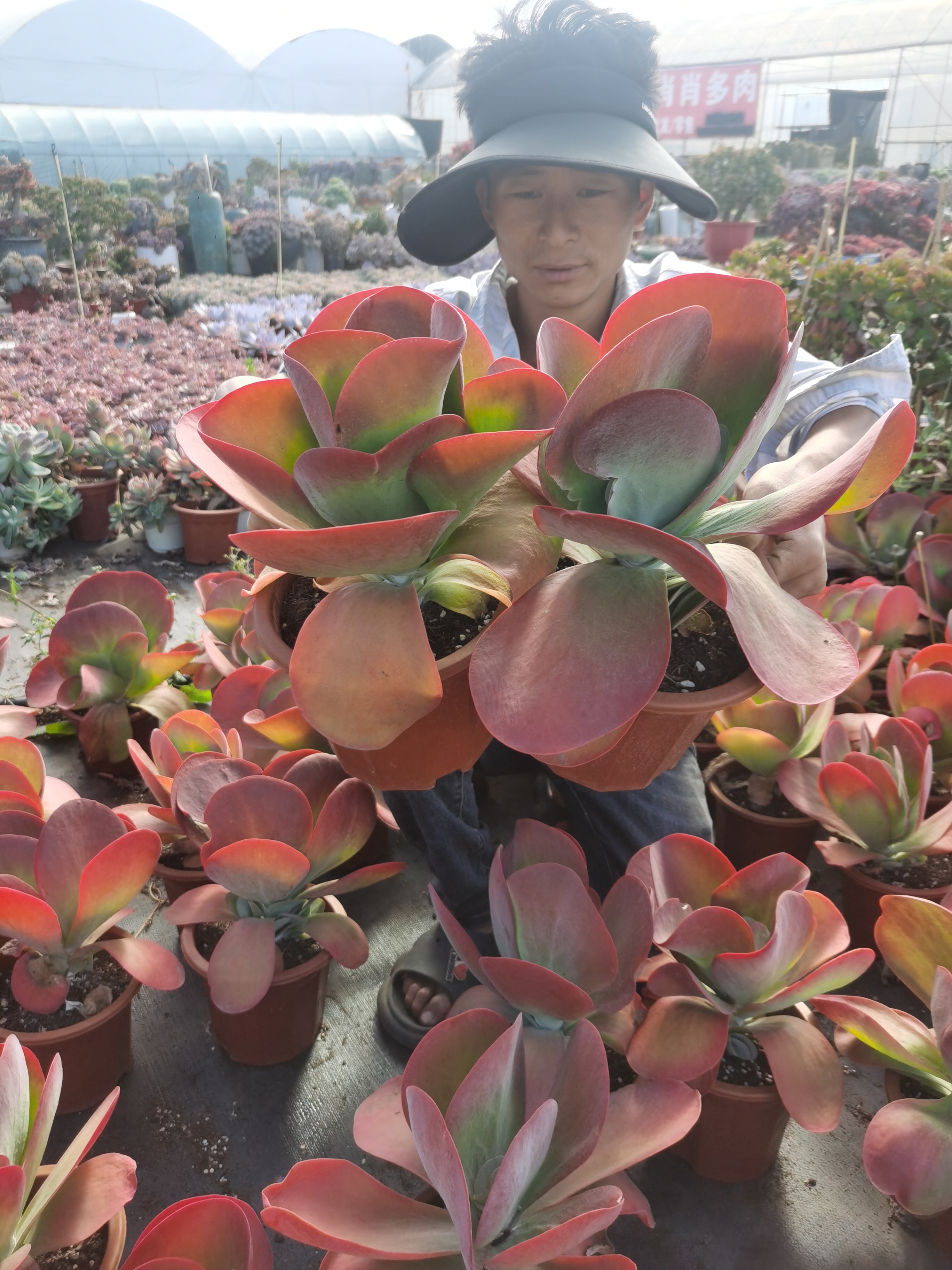 肖肖多肉植物大盆唐印