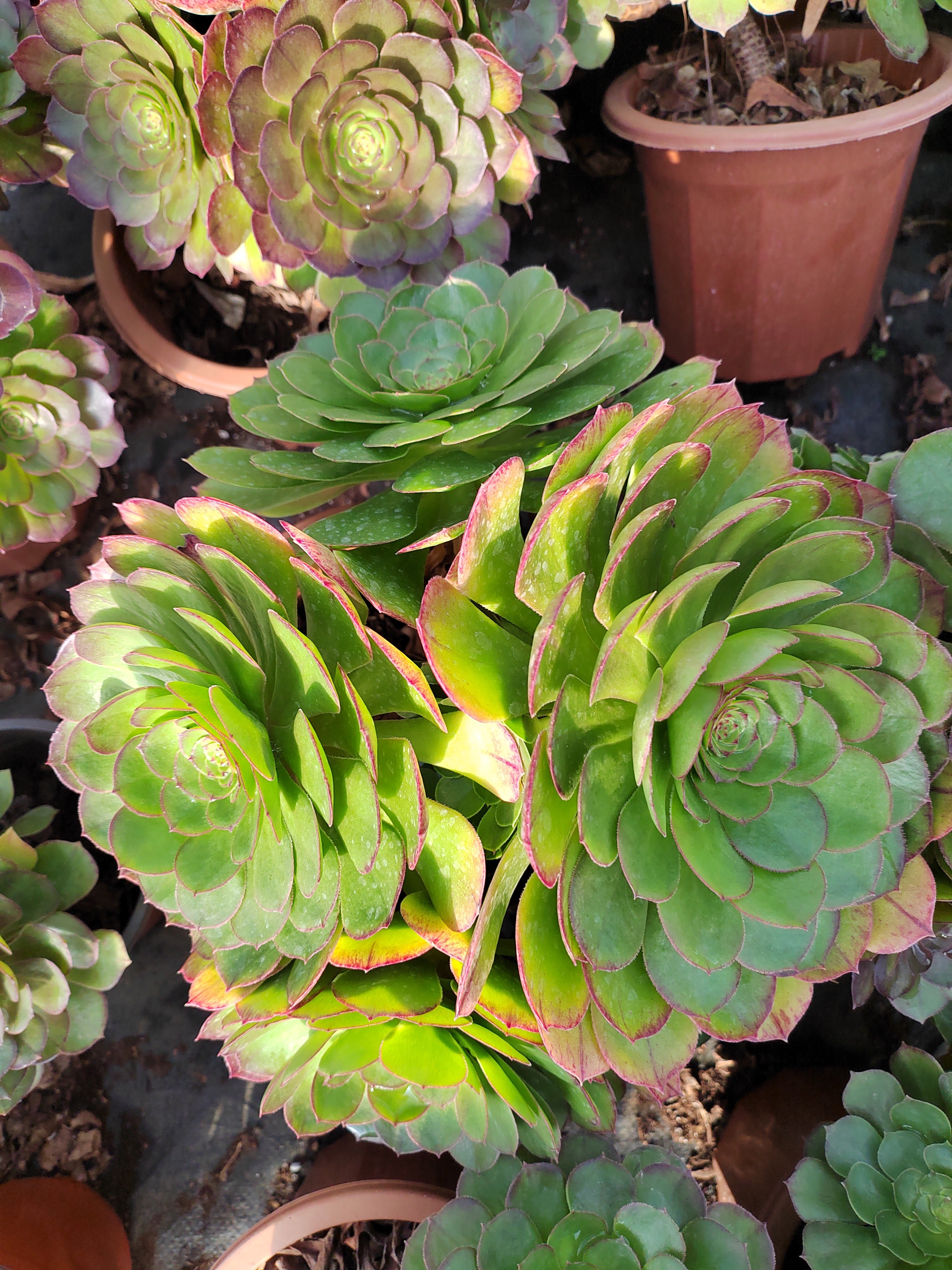 肖肖多肉植物万圣节