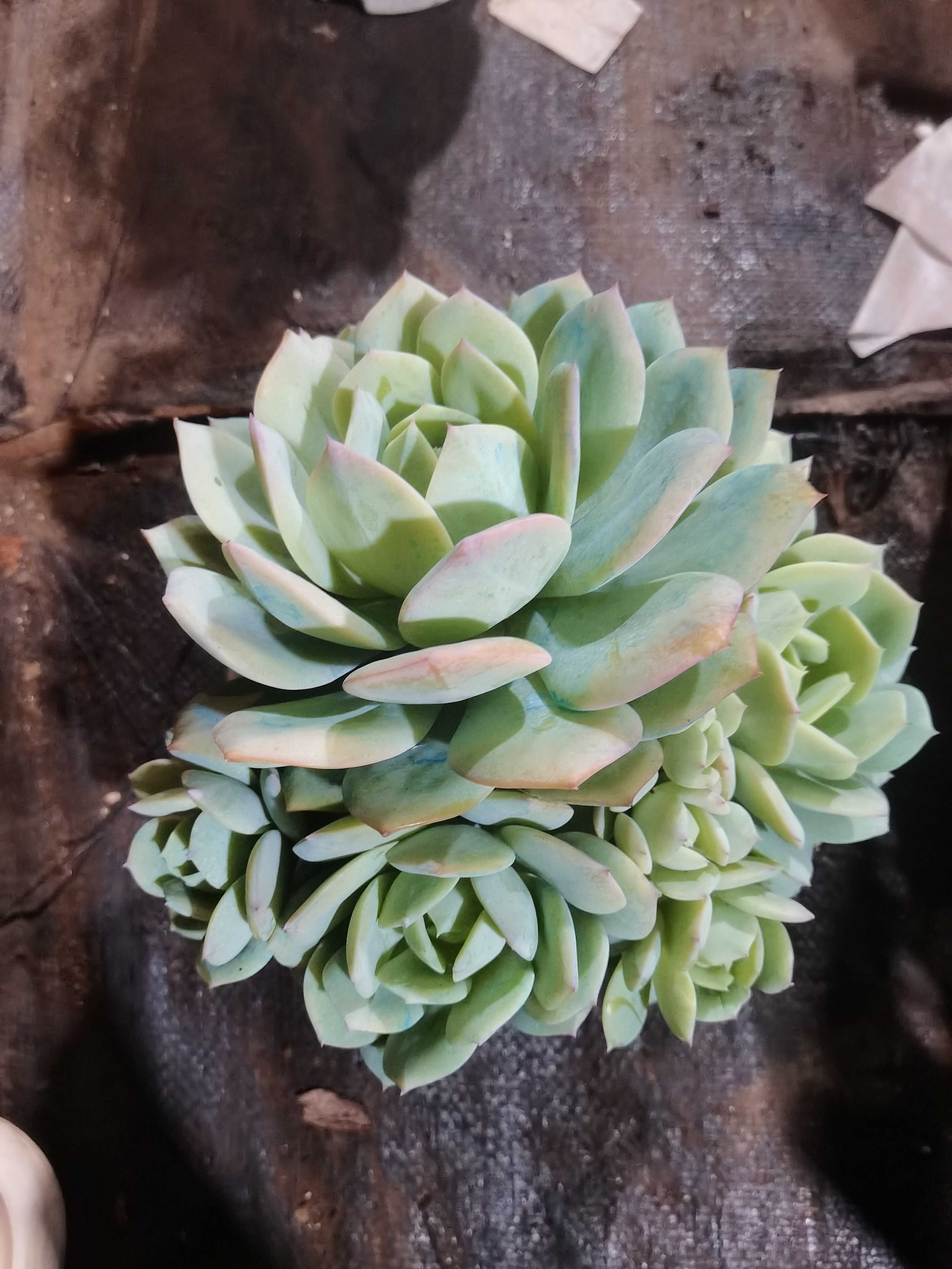 肖肖多肉植物多头恋曲2盆