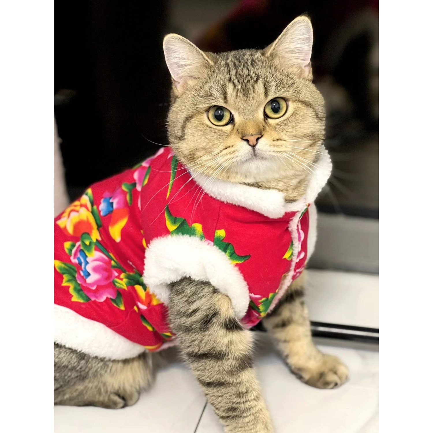 【新疆包邮】猫咪狗狗春冬季东北大花背心布偶幼猫英短防脱防掉毛