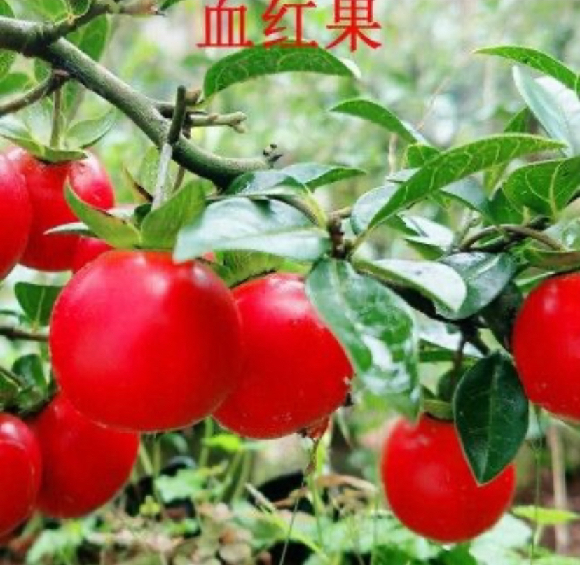 灌木金弹子品种苗一物一拍直播间下单，谢谢