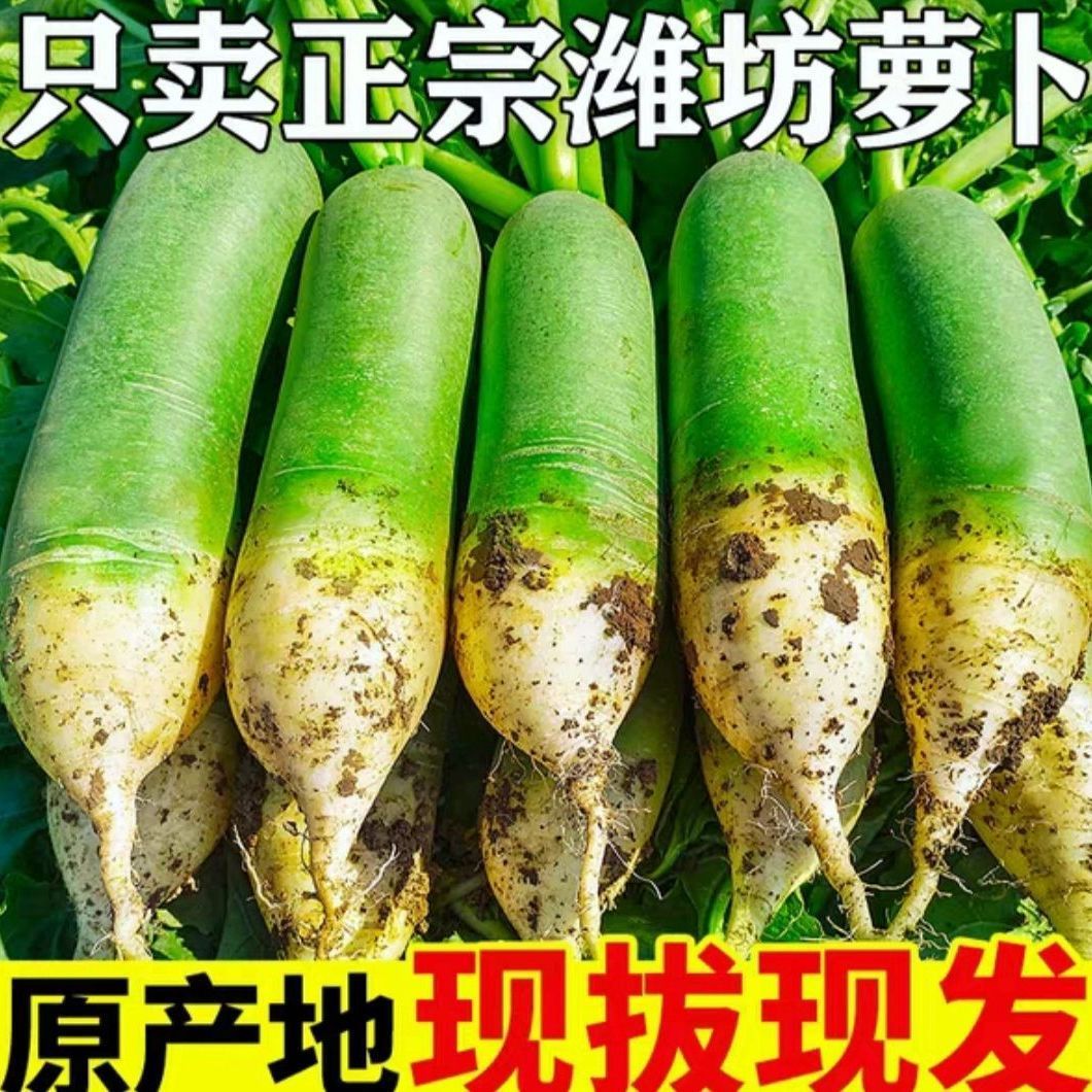潍坊青萝卜水果萝卜甜脆潍县沙窝萝卜潍坊农科院基地正宗当季蔬菜