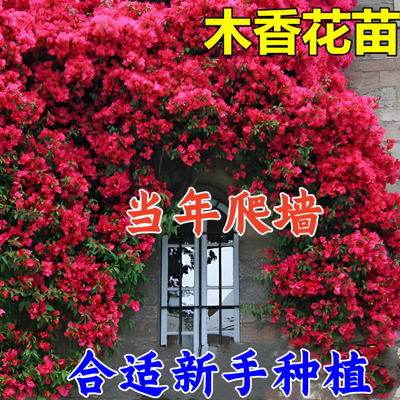 红木香花树苗耐寒四季开花黄木香爬藤禄植物大苗庭院耐热四季花种