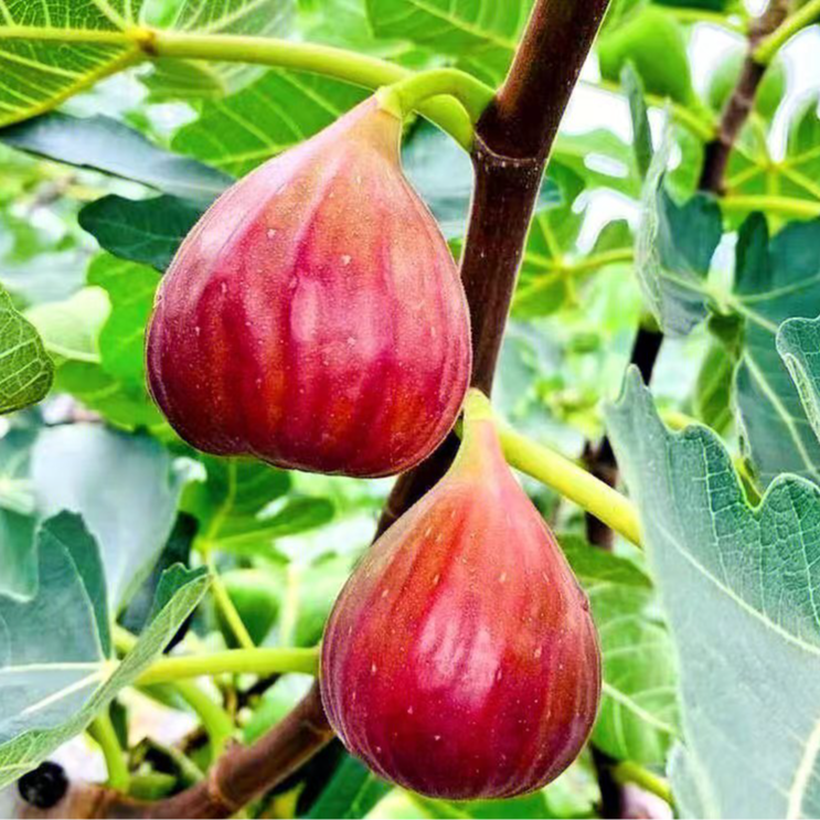 新鲜无花果鲜果新鲜红皮无花果波姬红无花果水果1斤大果当季包邮