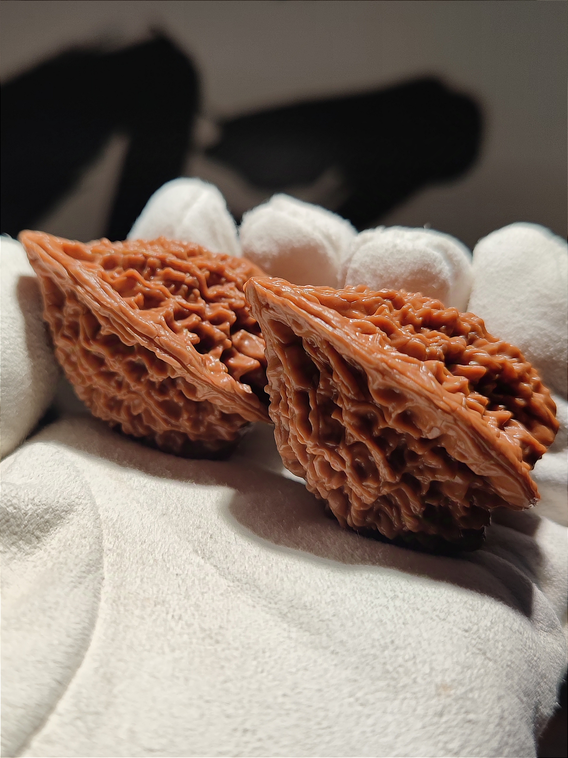 【一物一图详情六面】37-33-46山西大花鸭嘴兽