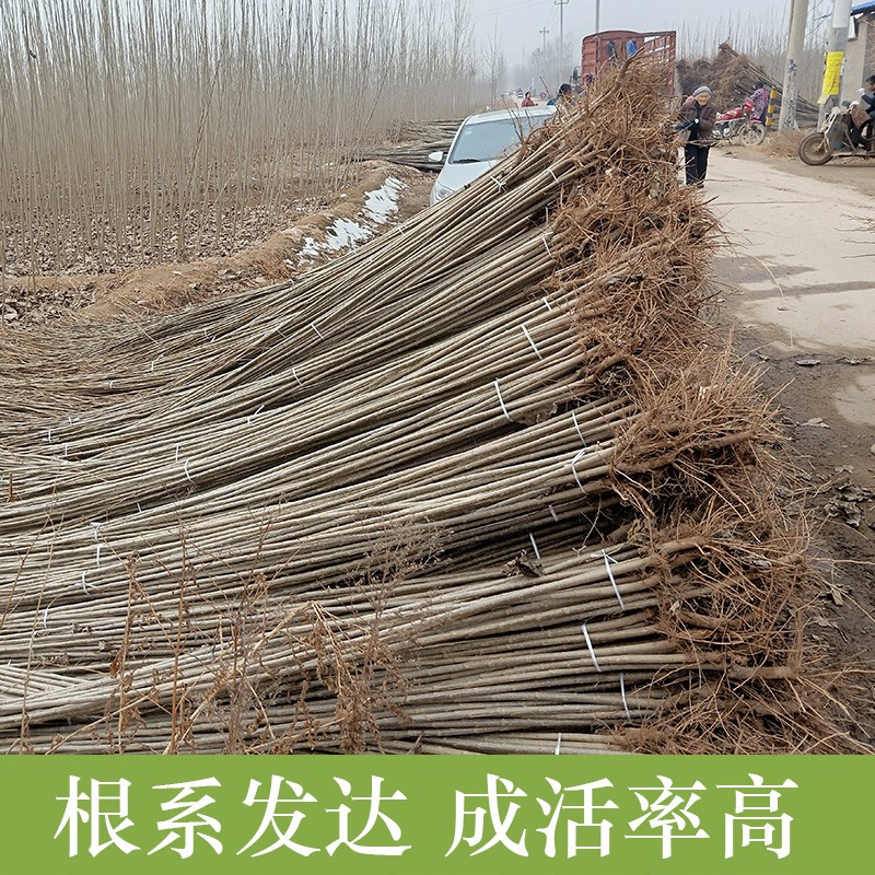 速生杨树苗3804新品种无飞絮2025小黑白意杨树苗 107植树节育材木